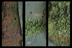 Everdina-Boersma-Elementen-in-de-natuur