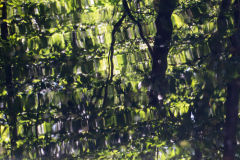 Hennie-Haan-bewogen-groen