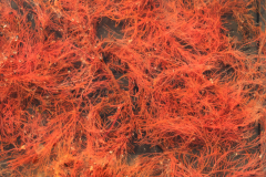 Jan-Sorgdrager-zeewier-1