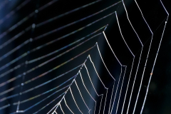 Johanna-Moesker-abstract-in-de-natuur