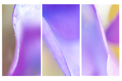 Anja-Strijker-hortensia-2