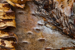 Jeanette-Kiers-abstract