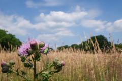 Bep Wandelpad Ter Borg