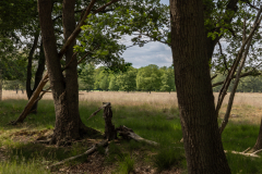 Aize Schipper landschap