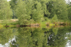 Dina Wilms-Sellingen