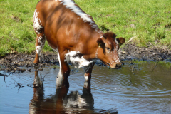 Janny Naayer Koe drinkt in beek