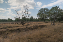 Peter Soeters Heide bij Ter Borg