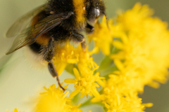 Hommel-Ton