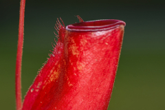 Ina-Bloemendaal-2025-Nephentes-2