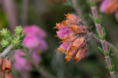 Meindert-Dost-Selectie-Macro-2