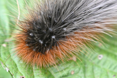 Olle-Versteeg-Grote-beer-rups