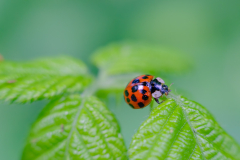 Quirina-Santing_